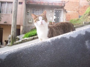 gato-carmenza1