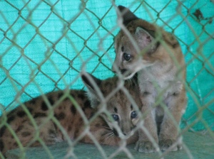 Crías de puma en la Hacienda Nápoles. Se espera que los felinos estén libres para dentro de 6 meses.